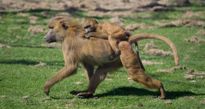 port lympne wildlife animal park